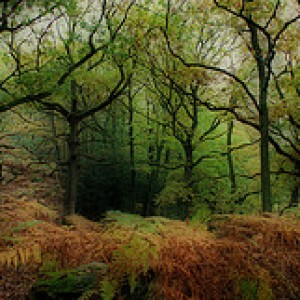 Image dates